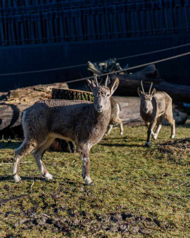 Nowy mieszkańcy łódzkiego Zoo. To bardzo rzadki gatunek