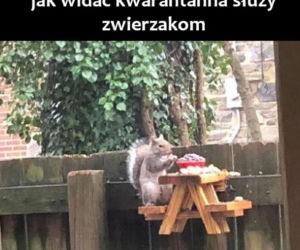 Memy o kwarantannie