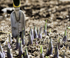 Wiosenne dzielenie bylin: zyskaj nowe rośliny w ogrodzie!