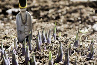 Wiosenne dzielenie bylin: zyskaj nowe rośliny w ogrodzie!