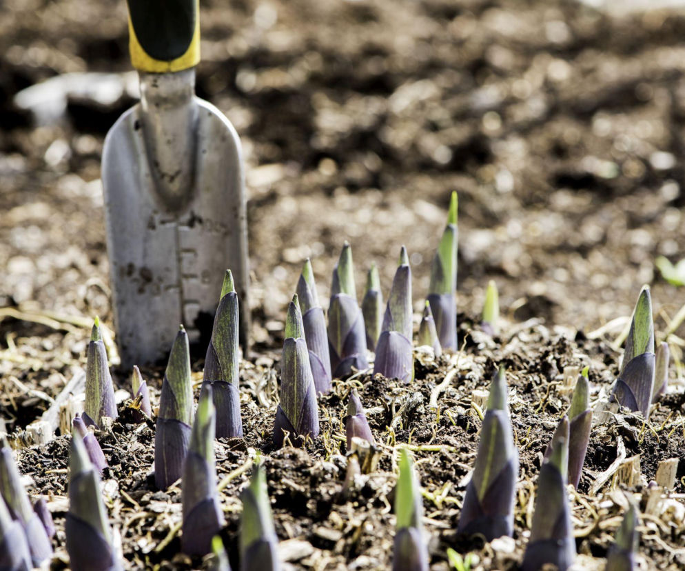 Wiosenne dzielenie bylin: zyskaj nowe rośliny w ogrodzie!