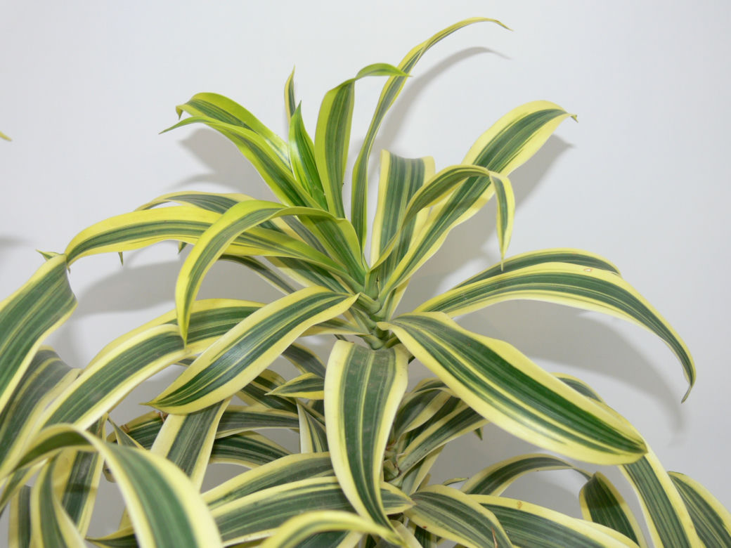 Dracena odwrócona