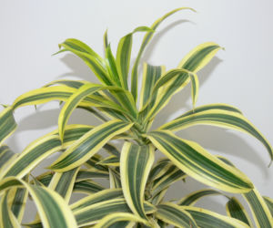 Dracena odwrócona