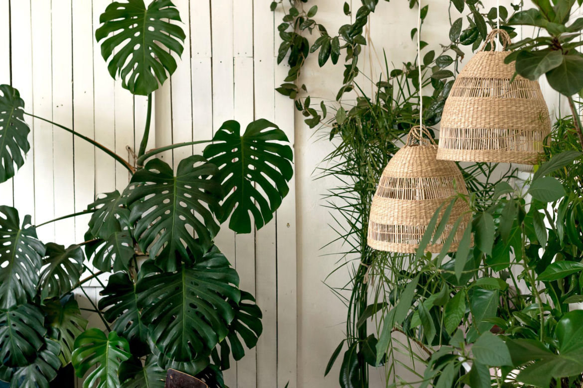 Monstera dziurawa