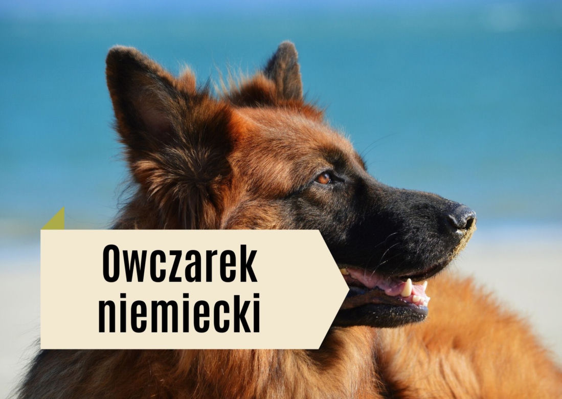 Najlepsze rasy psów dla dzieci. Będą prawdziwymi przyjaciółmi! [GALERIA]