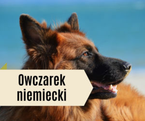 Najlepsze rasy psów dla dzieci. Będą prawdziwymi przyjaciółmi! [GALERIA]