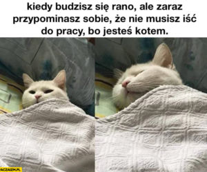 Dzień Kota 2021. Rasowe, dachowce, małe i duże. Dziś KOTY mają swoje święto [MEMY]