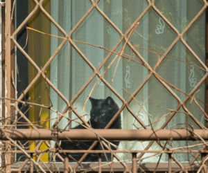 Koty Jarka nas terroryzują