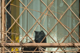 Koty Jarka nas terroryzują