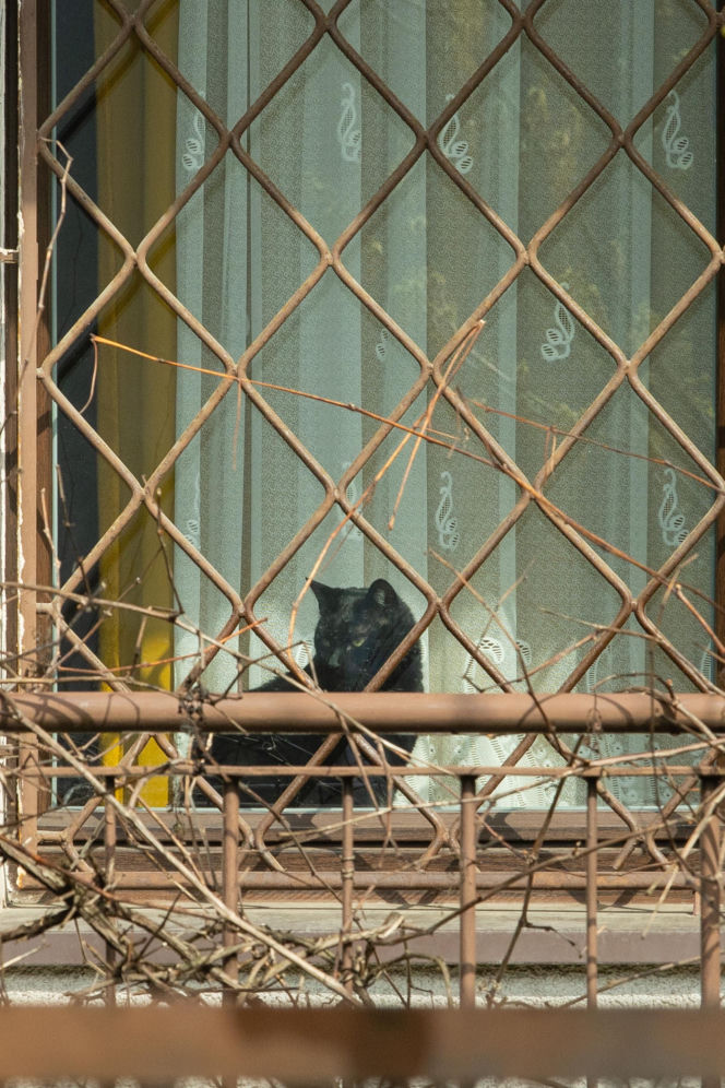 Koty Jarka nas terroryzują