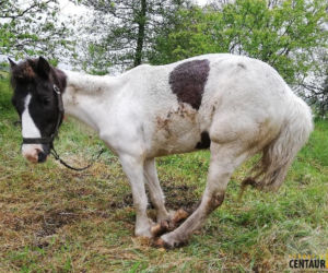 Ostrołęka. Leżała na ziemi opleciona łańcuchem! Jest chora i zdeformowana! [ZDJĘCIA]