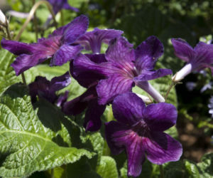 Skrętnik (Streptocarpus)