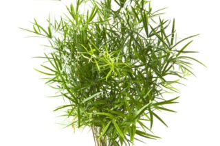 Szparag sierpowaty - Asparagus falcatus