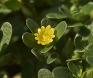 Portulaka pospolita