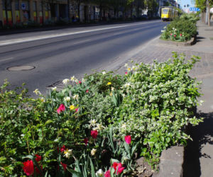 Kwiaty w centrum Szczecina