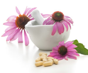 Jeżówka (echinacea) na przeziębienie i wzmocnienie odporności