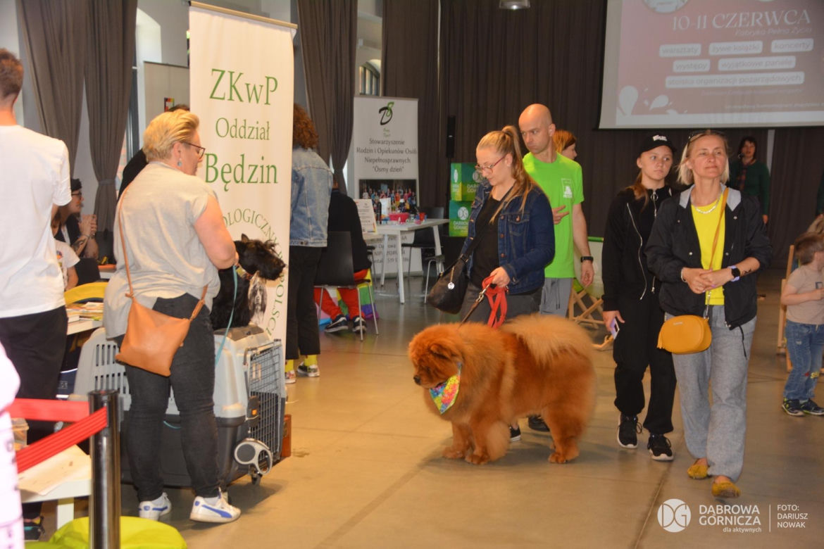 Festiwal Empatii w Dąbrowie Górniczej - poprzednie edycje