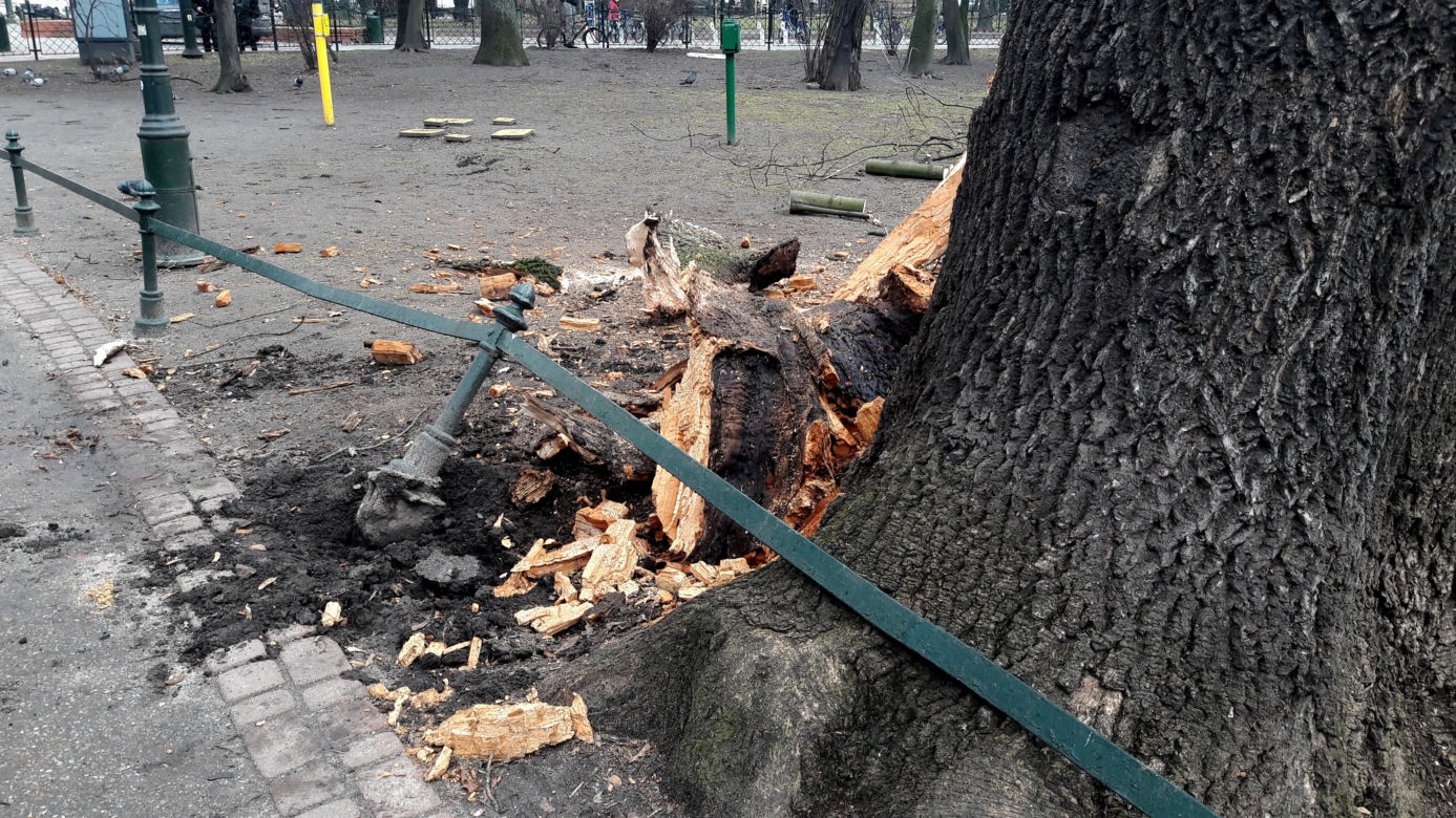 Ogromne drzewo powalone na Plantach [ZDJĘCIA]
