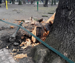 Ogromne drzewo powalone na Plantach [ZDJĘCIA]