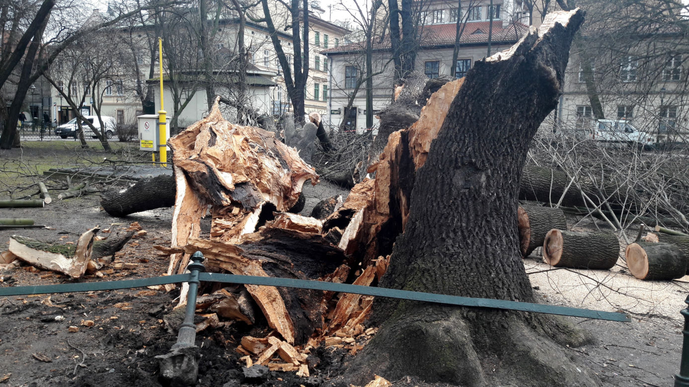Ogromne drzewo powalone na Plantach [ZDJĘCIA]