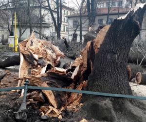 Ogromne drzewo powalone na Plantach [ZDJĘCIA]