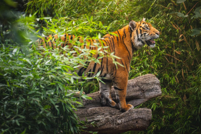 ZOO Wrocław