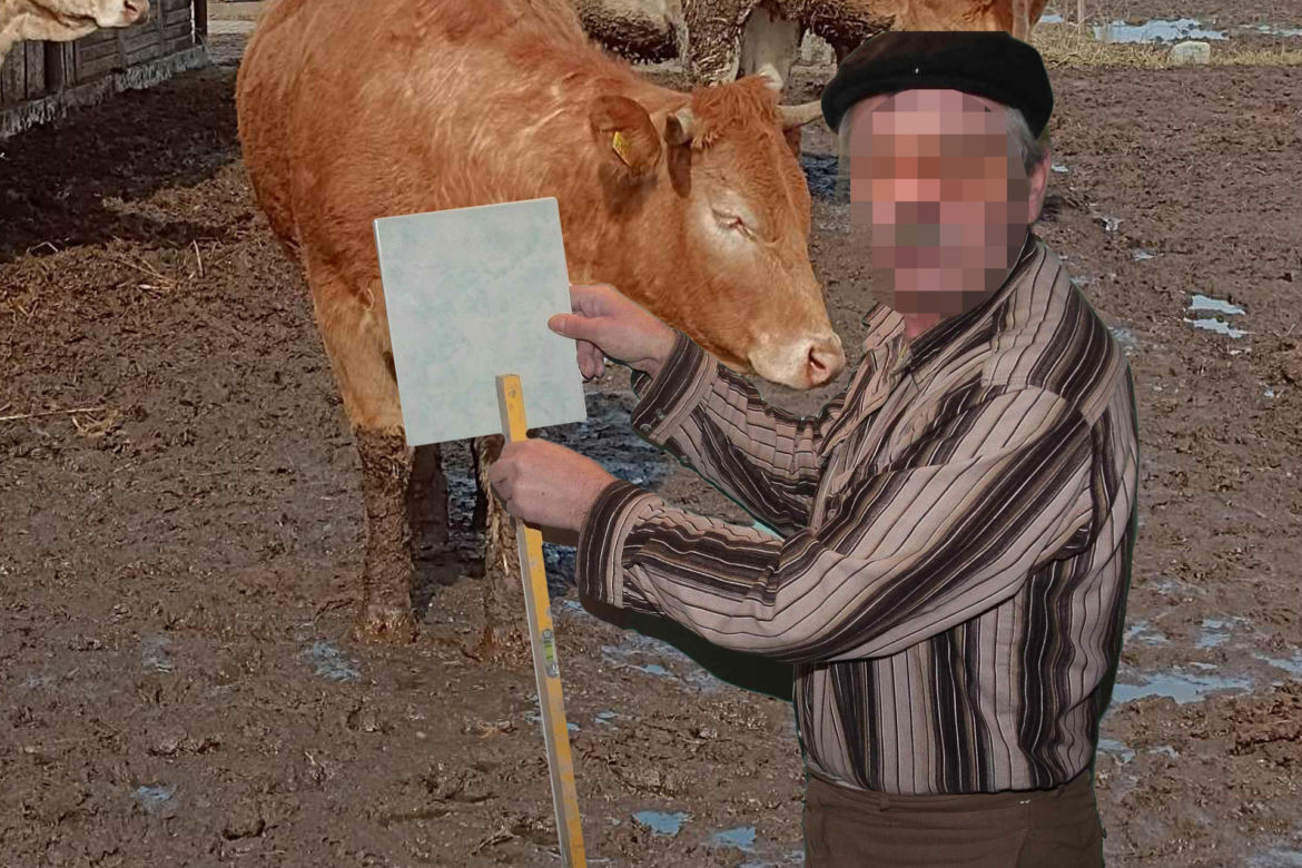 Tragedia na Mazowszu. Byki stratowały Pawła i raniły jego brata. „Zobaczyłem, jak wije się pod kopytami”