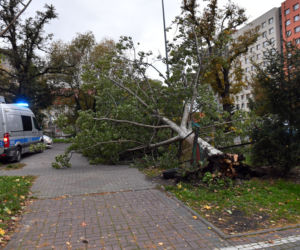 Skutki wichury w Szczecinie