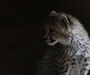 Chorzów: Otwarcie zoo i OGROMNA kolejka! Każdy chce zobaczyć pingwiny