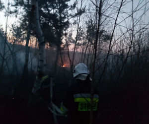 Wyciągnęli padalca z pożogi