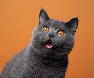 To odkrycie zmienia wszystko! Śmiertelna choroba kotów rzuca nowe światło na long COVID