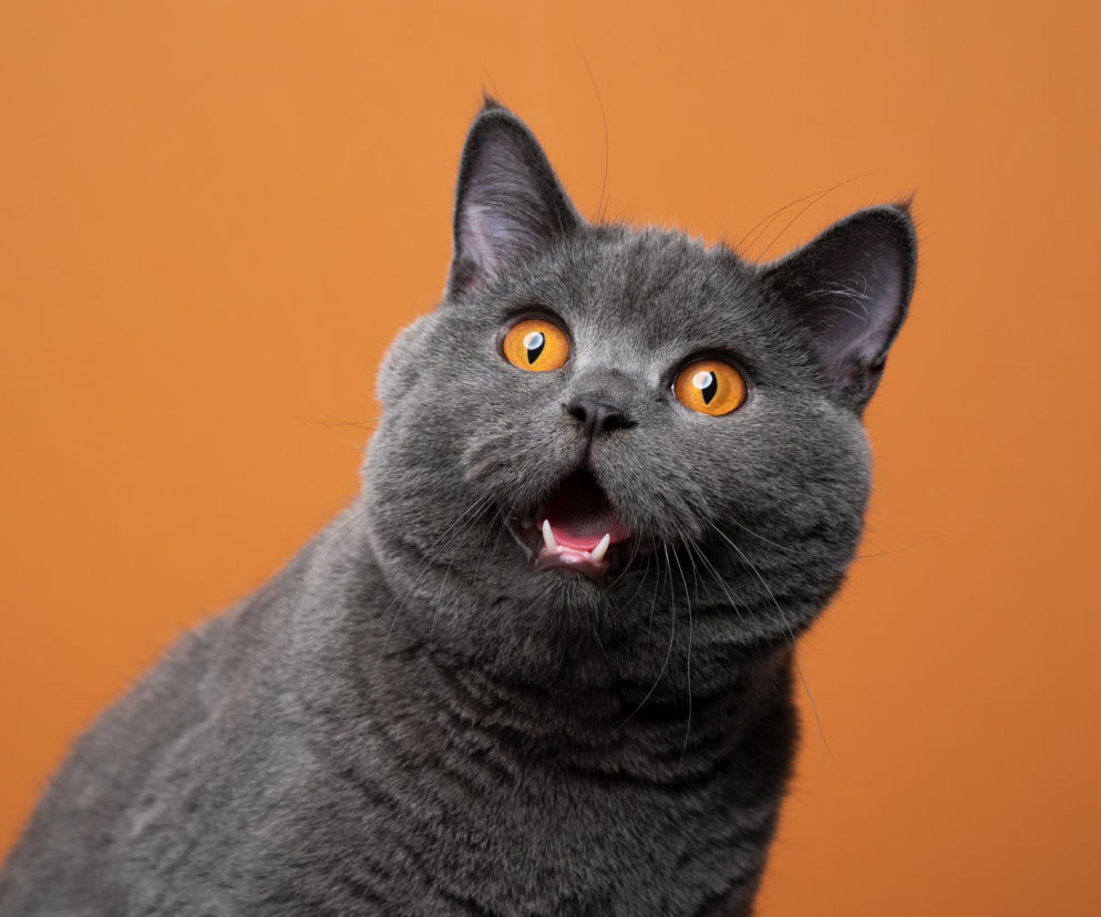 Siedzący kot brytyjski krótkowłosy z otwartym pyszczkiem i szeroko otwartymi, pomarańczowymi oczami na pomarańczowym tle. To nawiązanie do artykułu o śmiertelnej chorobie kotów i jej wpływie na long COVID, o której możesz przeczytać na Poradnik Zdrowie.