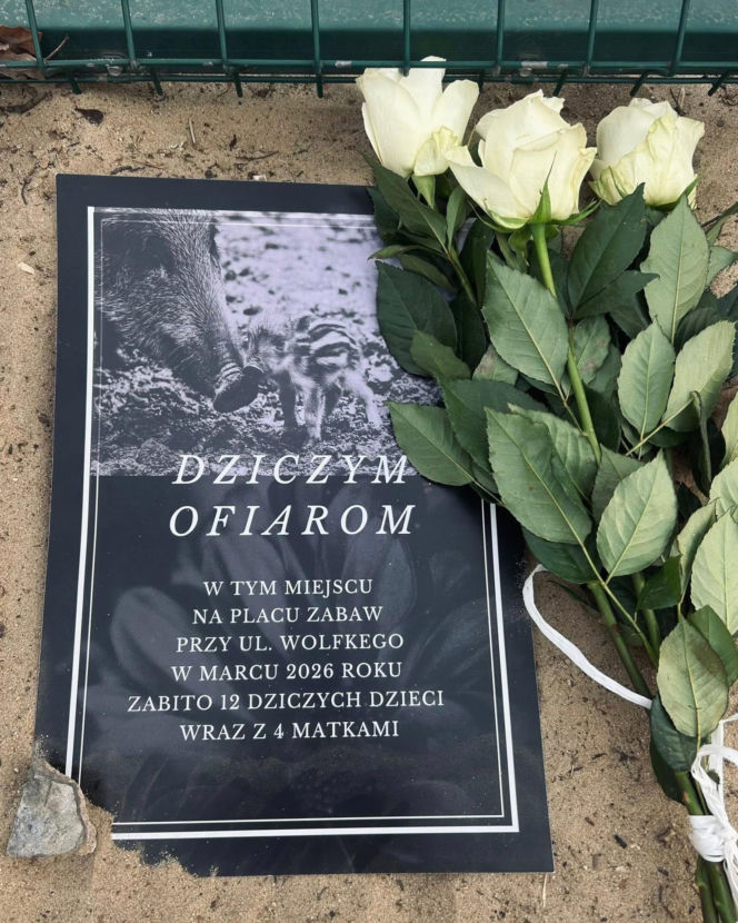 Dziki