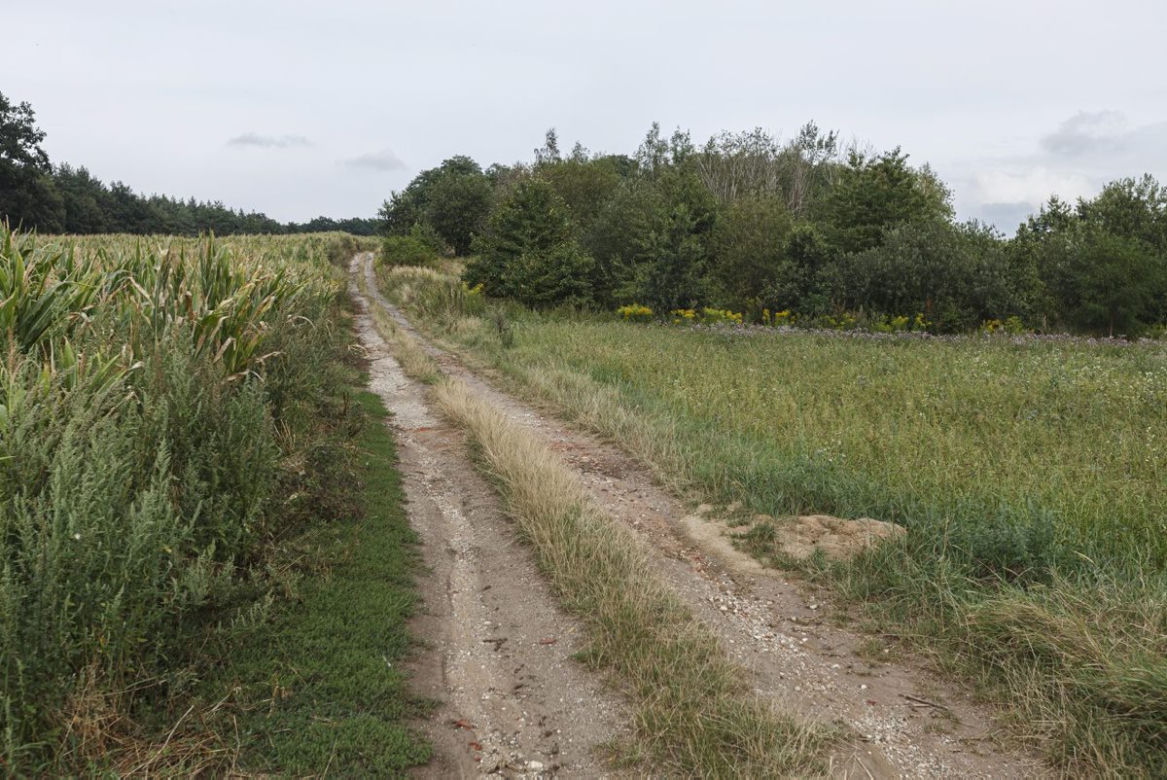 Mikołajowice. Mieszkamy na żyle złota