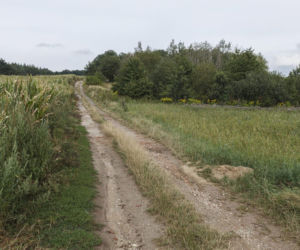 Mikołajowice. Mieszkamy na żyle złota