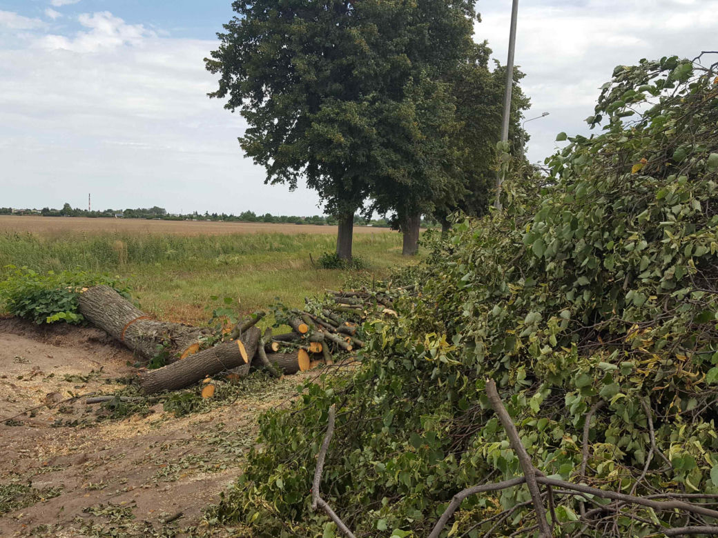 Były starsze od niejednego mieszkańca Leszna.  Z ul. Szybowników znikają dorodne lipy