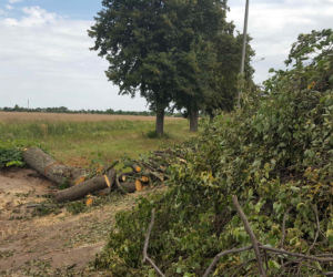 Były starsze od niejednego mieszkańca Leszna.  Z ul. Szybowników znikają dorodne lipy