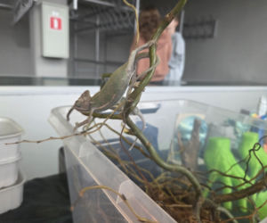 Węże, pająki i dreszczyk emocji w Bydgoszczy! Dragon Expo zachwyciło odwiedzających