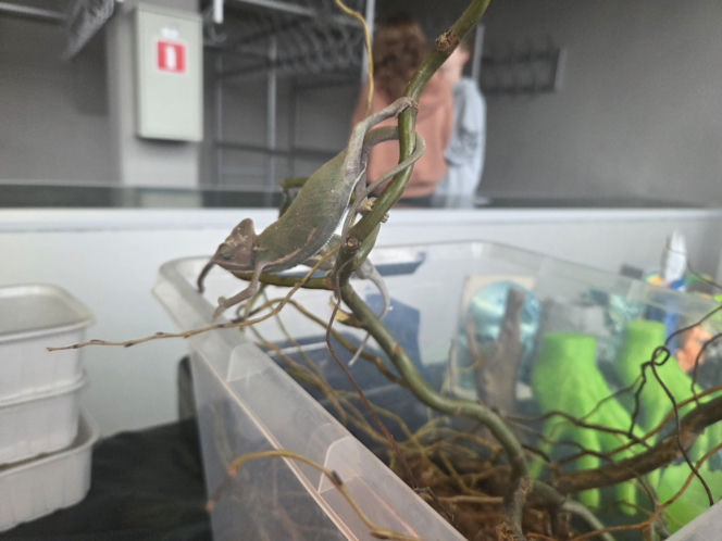 Węże, pająki i dreszczyk emocji w Bydgoszczy! Dragon Expo zachwyciło odwiedzających