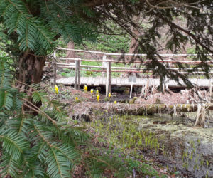 Wiosna budzi się w Arboretum w Bolestraszycach