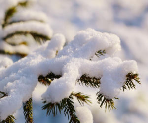 Za 10 lat znikną z krajobrazu. Leśnicy biją na alarm. Bez nich trudno wyobrazić sobie święta