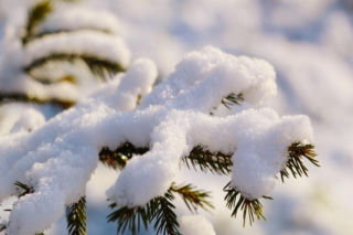 Za 10 lat znikną z krajobrazu. Leśnicy biją na alarm. Bez nich trudno wyobrazić sobie święta
