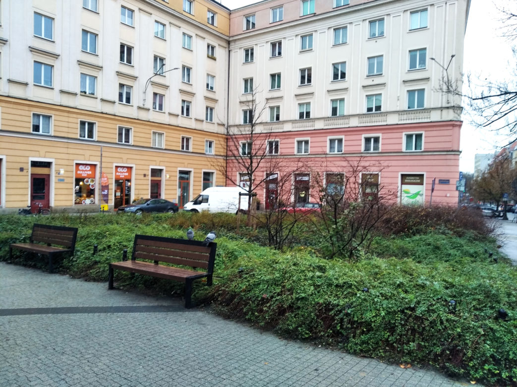 Szczury na placu Ratajskiego w Poznaniu