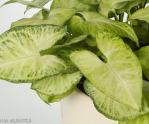 Syngonium