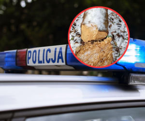 Policja wie, kto odpowiada za nielegalną wycinkę w Toruniu