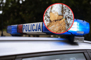 Policja wie, kto odpowiada za nielegalną wycinkę w Toruniu