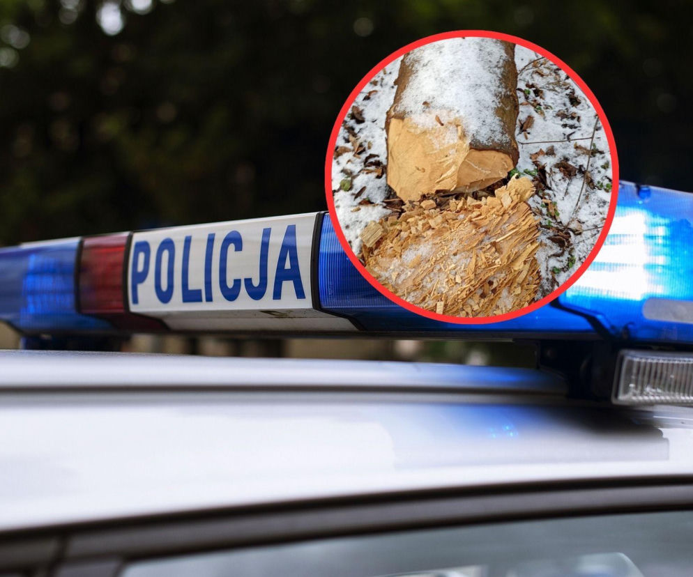 Policja wie, kto odpowiada za nielegalną wycinkę w Toruniu