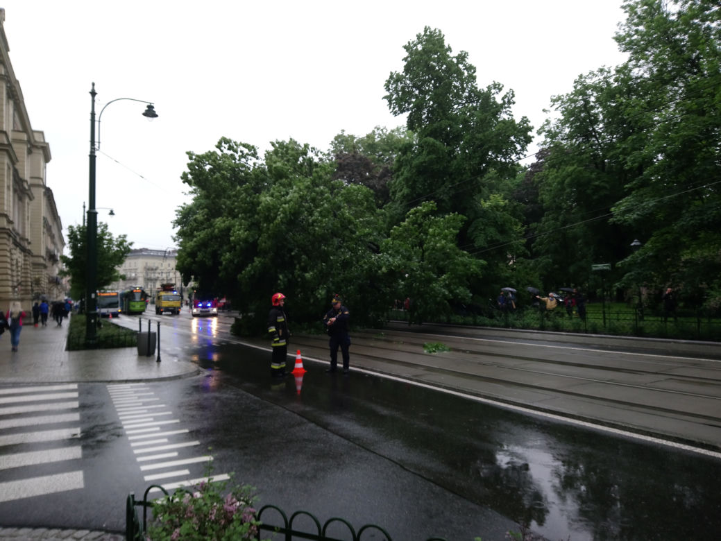 Kraków: O krok od tragedii na Basztowej. Potężne drzewo runęło na ulicę i torowisko