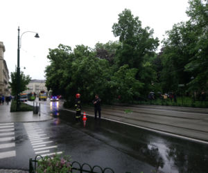 Kraków: O krok od tragedii na Basztowej. Potężne drzewo runęło na ulicę i torowisko