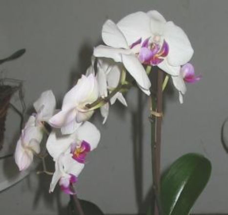 Pielęgnacja storczyków Phalaenopsis